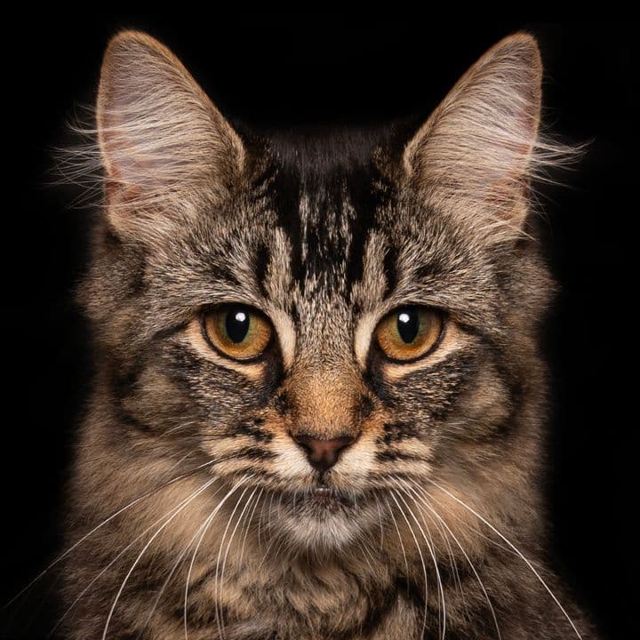 Dog 1